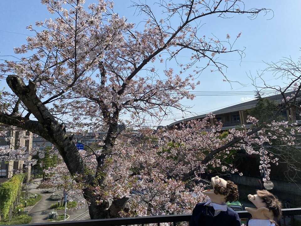 20230403160928-285ad411450a3e98eb636c12cc5aa39e2b3e22f5.jpeg